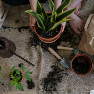 Riego y jardin